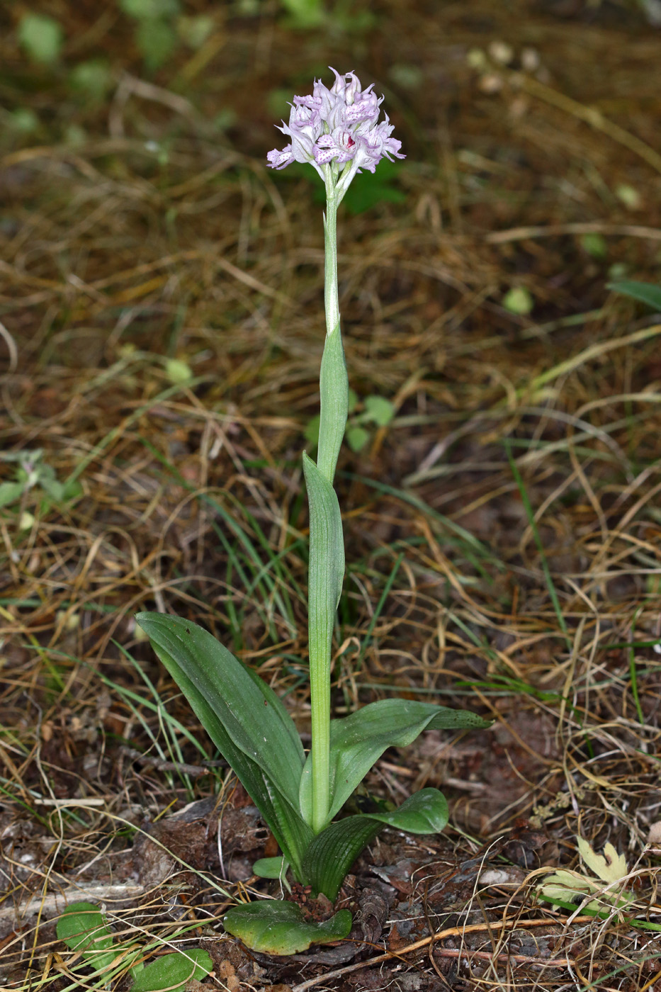 Изображение особи Neotinea tridentata.