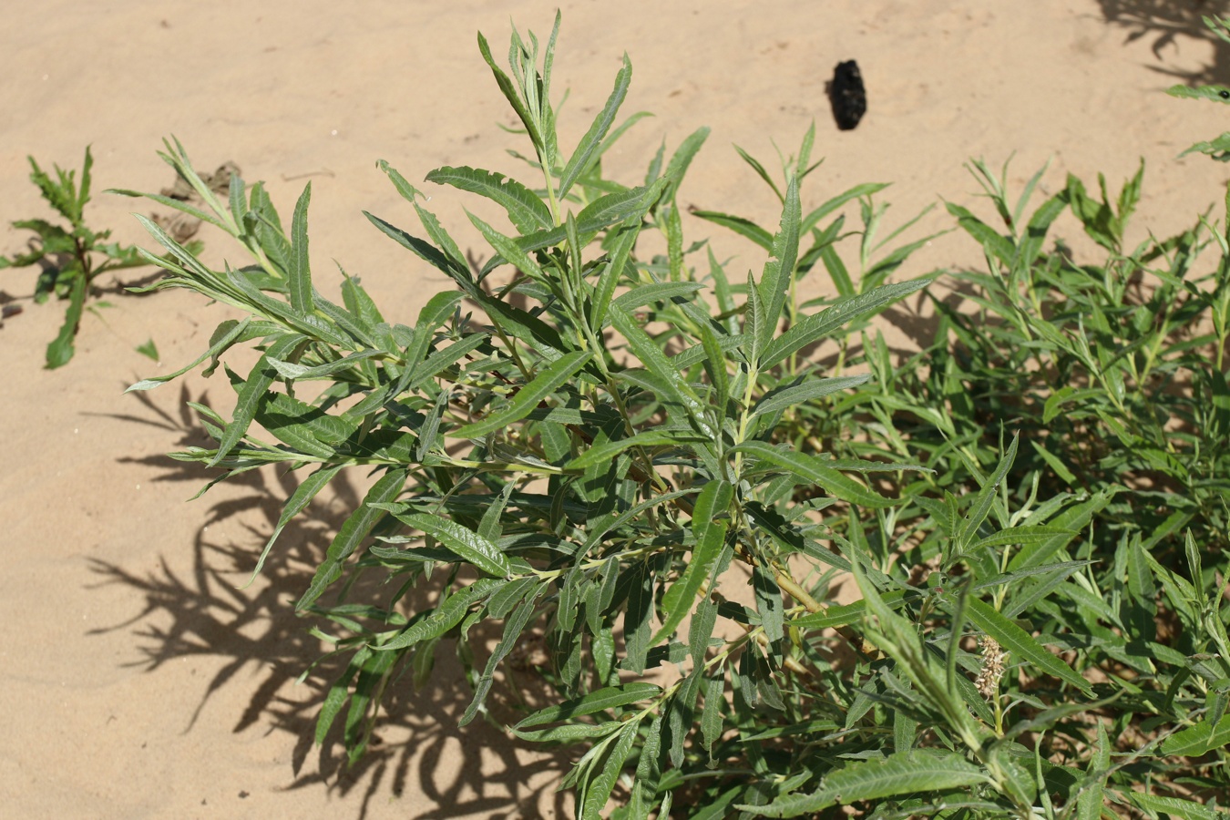 Image of Salix viminalis specimen.