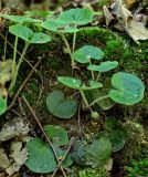 Asarum europaeum. Цветущее растение. Брянская обл., г. Брянск, долина р. Десна, широколиственный лес. 02.05.2024.