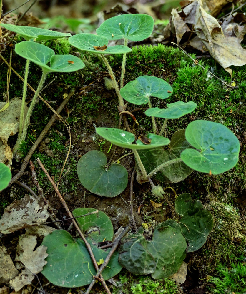 Изображение особи Asarum europaeum.