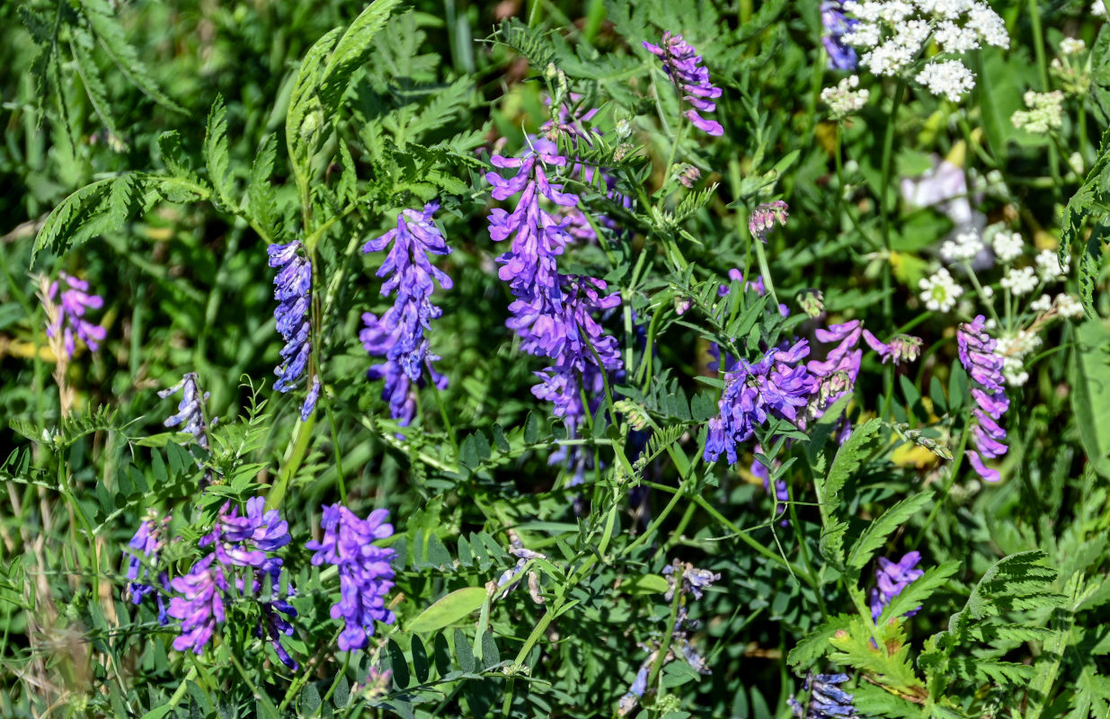 Изображение особи Vicia cracca.