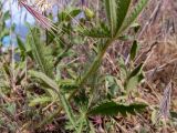 Potentilla callieri