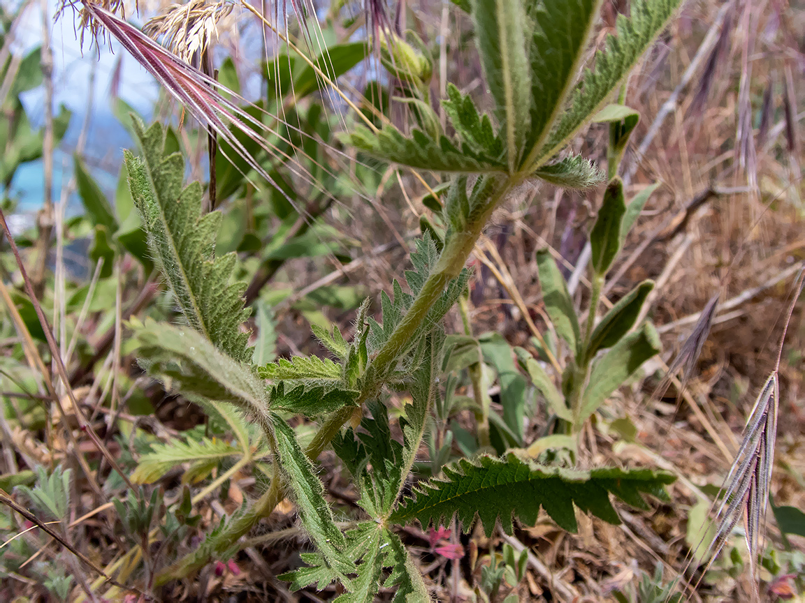 Изображение особи Potentilla callieri.