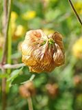 Trifolium campestre. Соплодие. Хабаровский край, окр. г. Комсомольск-на-Амуре, обочина грунтовой дороги. 14.08.2024.