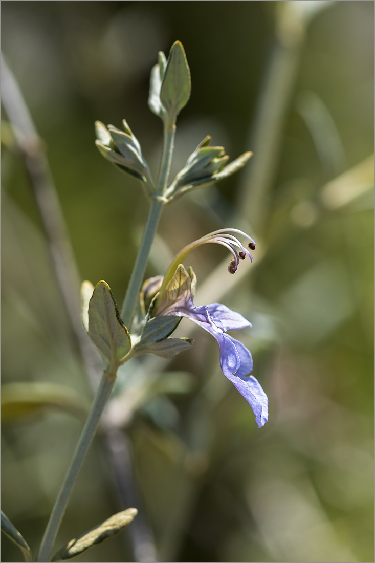 Image of Teucrium fruticans specimen.