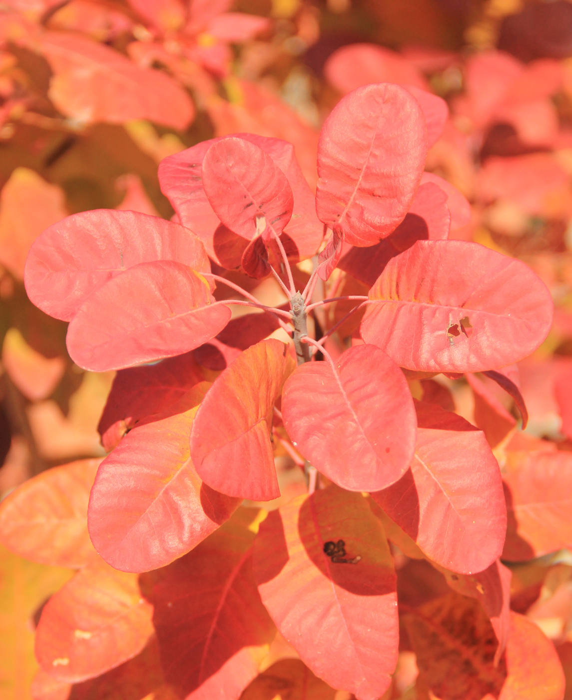 Изображение особи Cotinus coggygria.