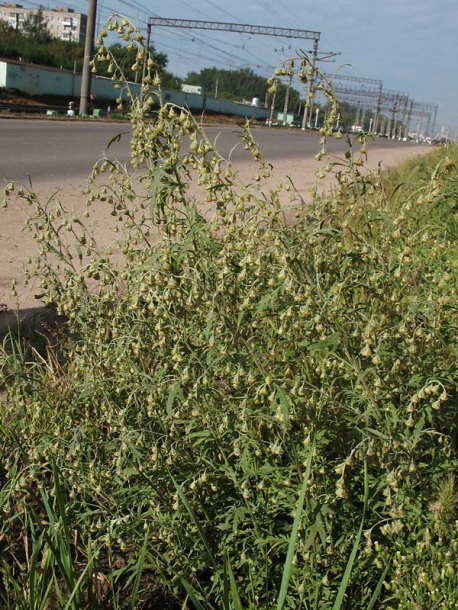 Изображение особи Artemisia sieversiana.