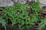 Pilea microphylla