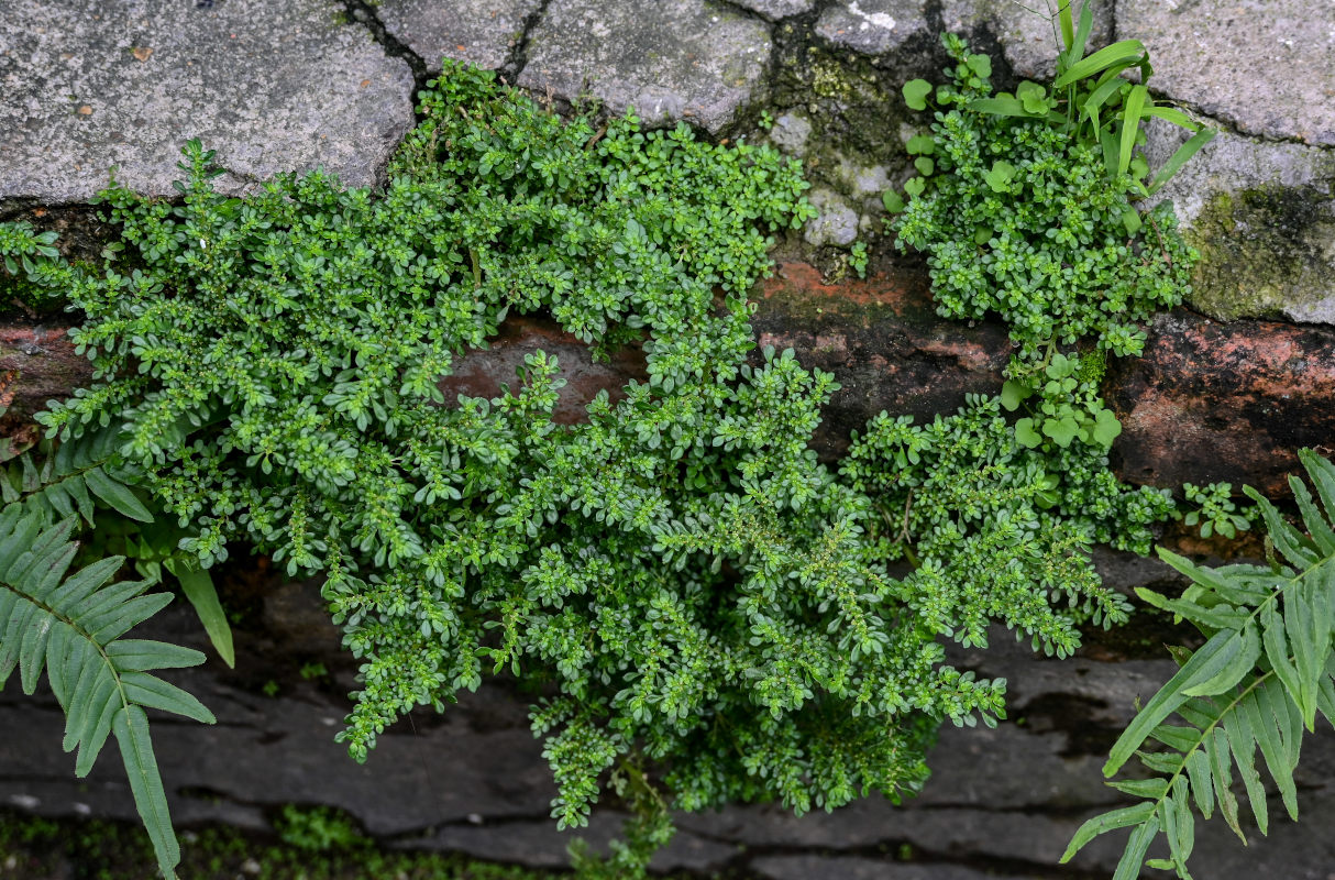 Image of Pilea microphylla specimen.