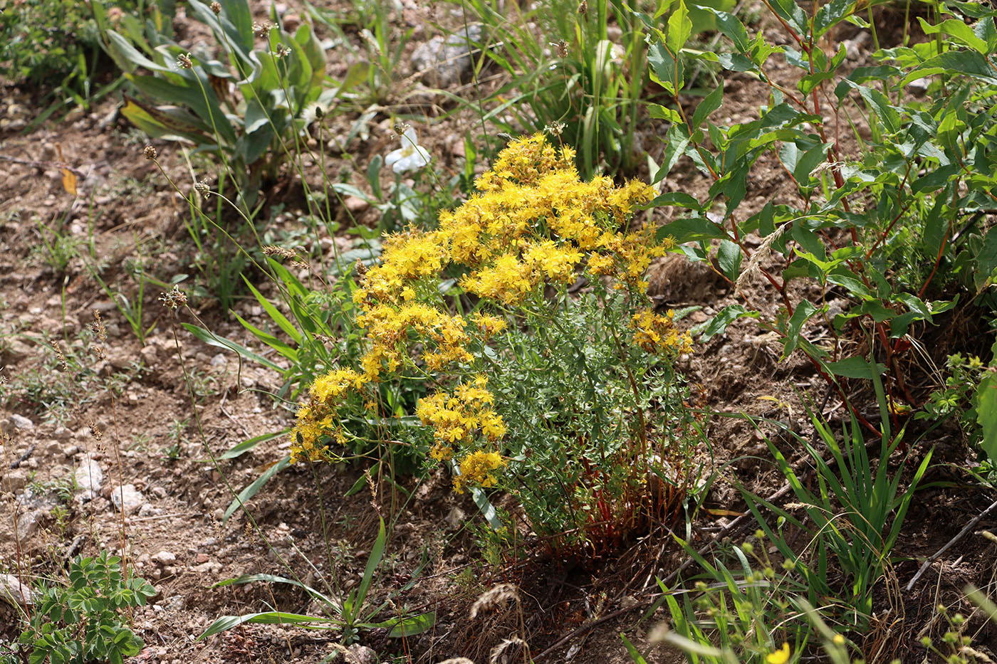 Image of Hypericum scabrum specimen.