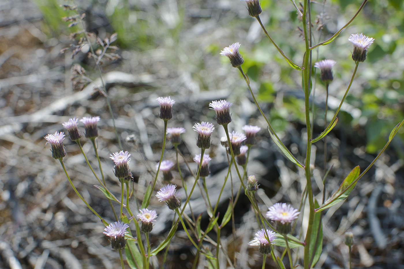 Изображение особи Erigeron politus.