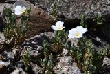 Cerastium lithospermifolium. Цветущие растения. Казахстан, Заилийский Алатау в окр. г. Алматы, Большое Алматинское ущ., р-н Космостанции, ≈3500 м н.у.м., осыпь крупных гранитных обломков. 27 июля 2024 г.