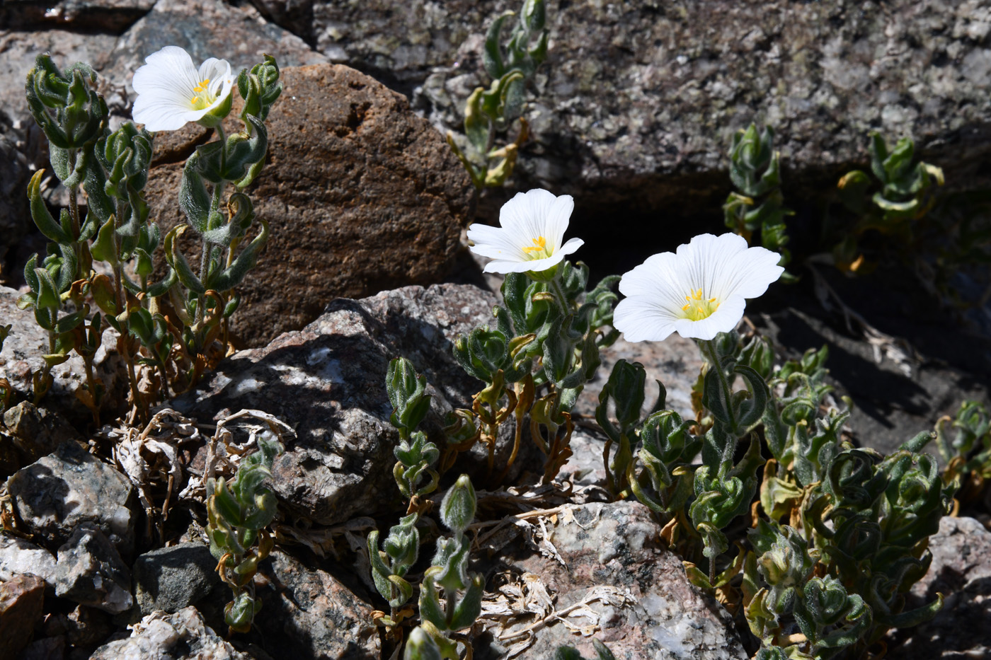 Image of Cerastium lithospermifolium specimen.