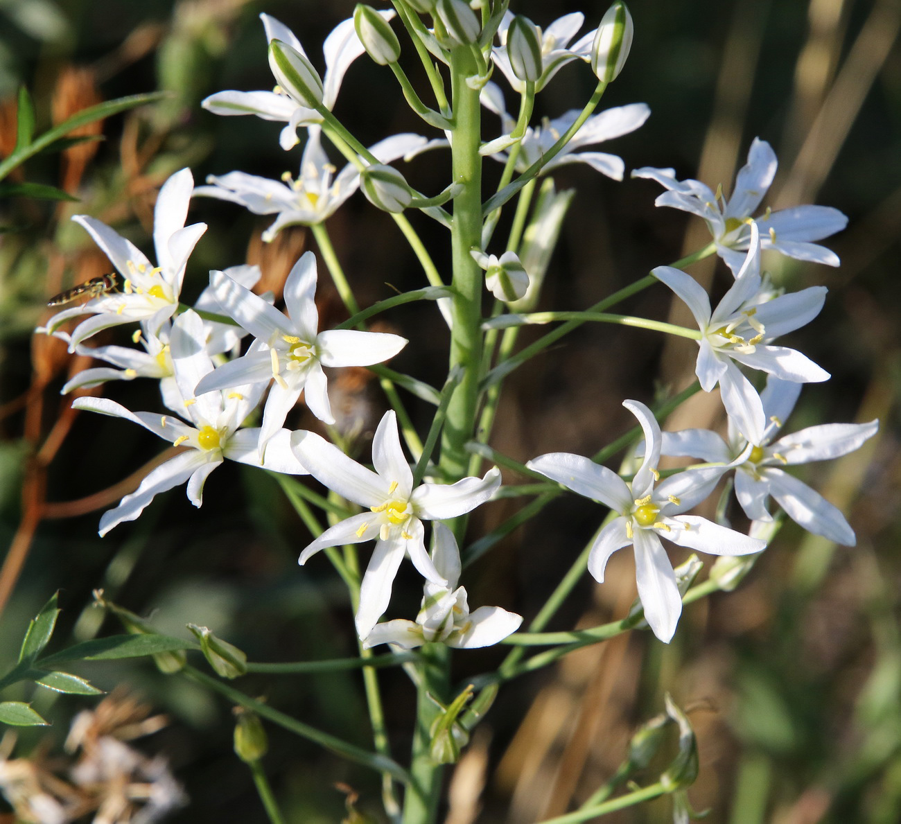 Image of Ornithogalum ponticum specimen.