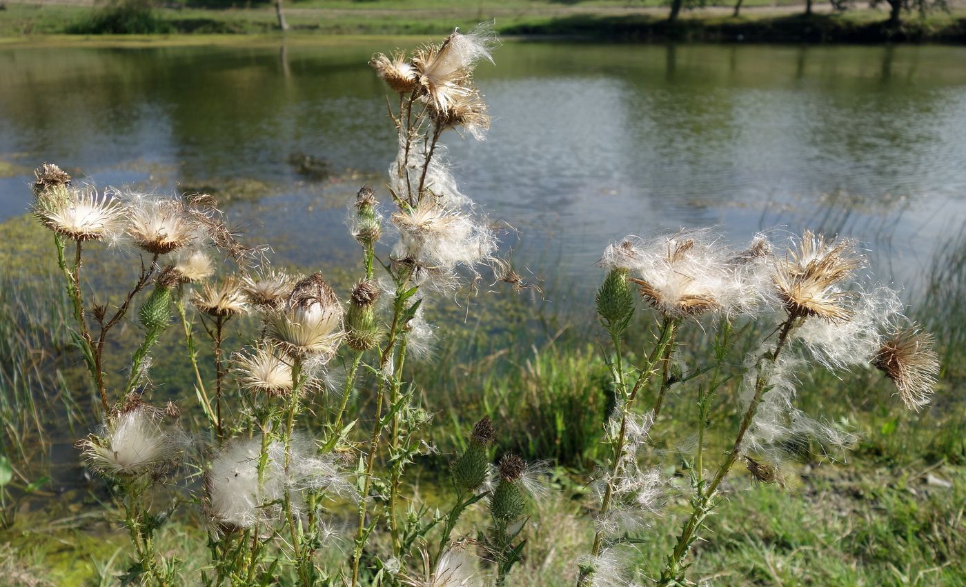 Image of Cirsium vulgare specimen.