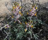 Corydalis ainae