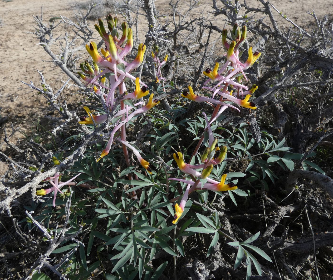 Image of Corydalis ainae specimen.