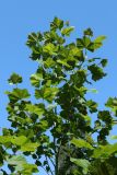 View full-size image Platanus occidentalis