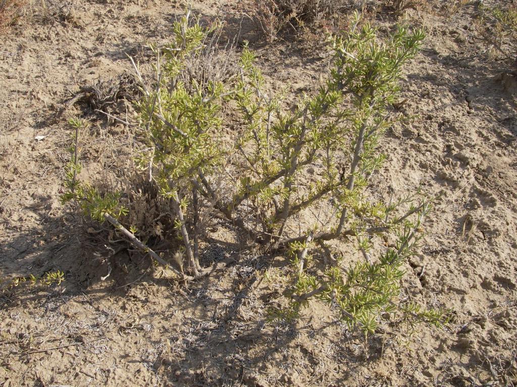 Image of Salsola arbusculiformis specimen.