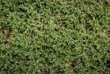 Смотреть изображение Pleurozium schreberi