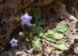 View full-size image Campanula hagielia