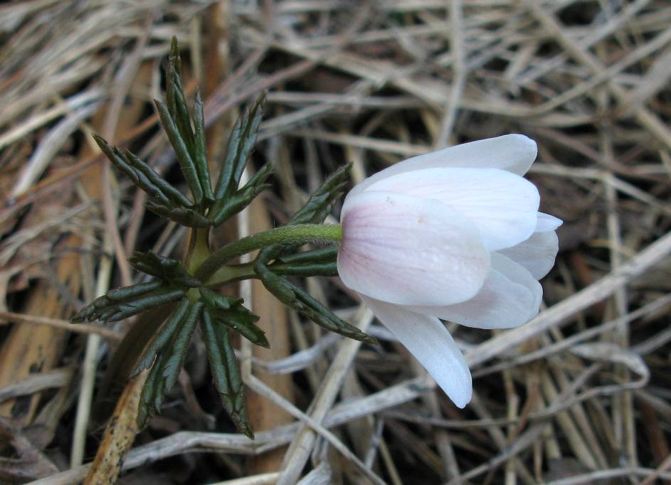 Image of Anemone altaica specimen.