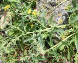 View full-size image Nonea rosea