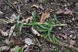View full-size image Trifolium alpestre