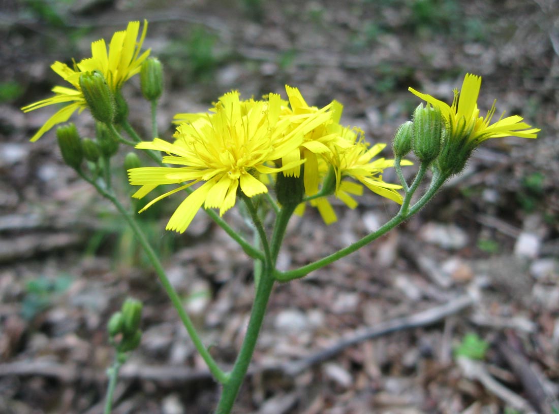 Изображение особи Hieracium gentile.