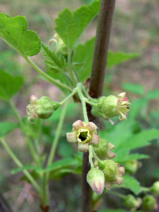 Image of Ribes nigrum specimen.