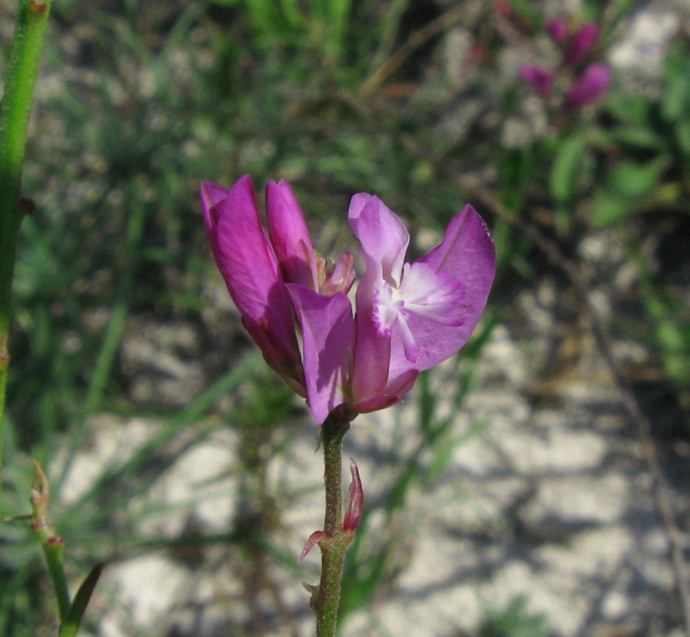 Изображение особи Polygala cretacea.