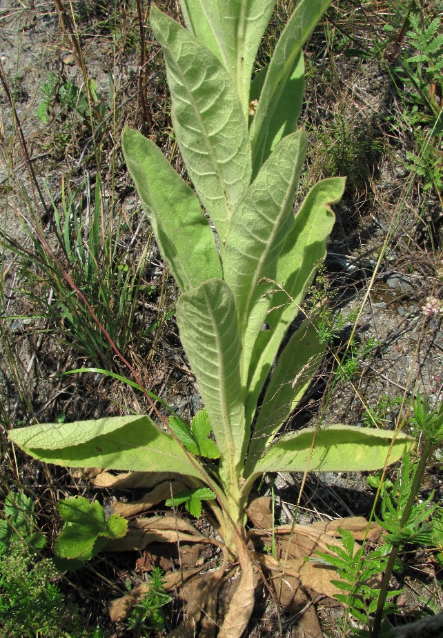 Изображение особи Verbascum thapsus.