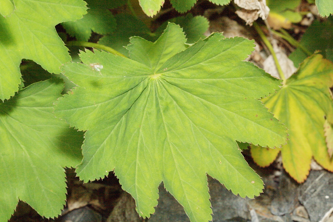 Image of Alchemilla stricta specimen.