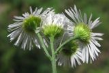 Erigeron annuus