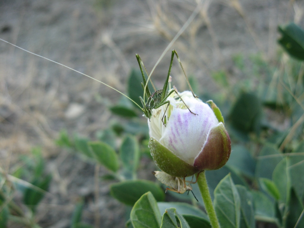 Изображение особи Capparis herbacea.