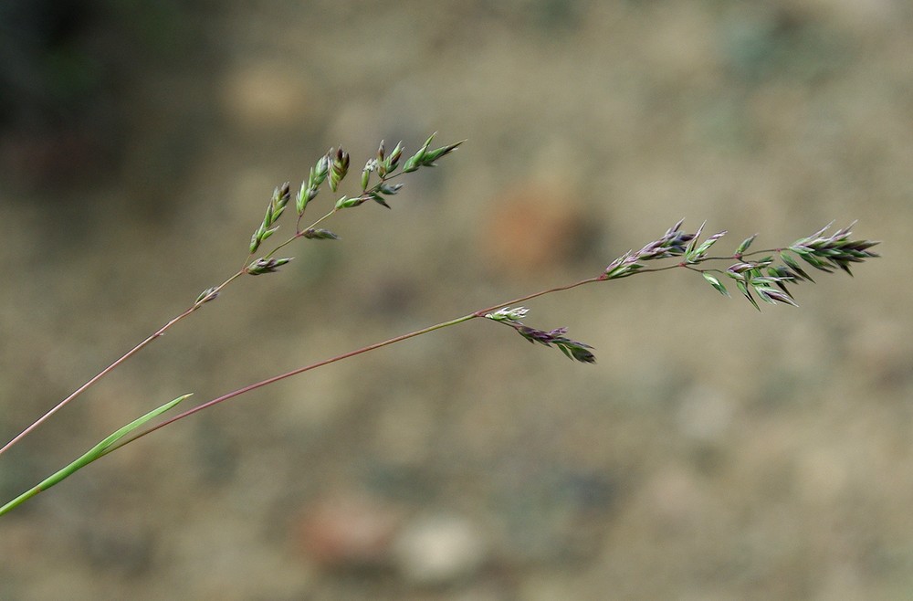 Изображение особи Poa bulbosa.