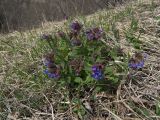 Pulmonaria mollis