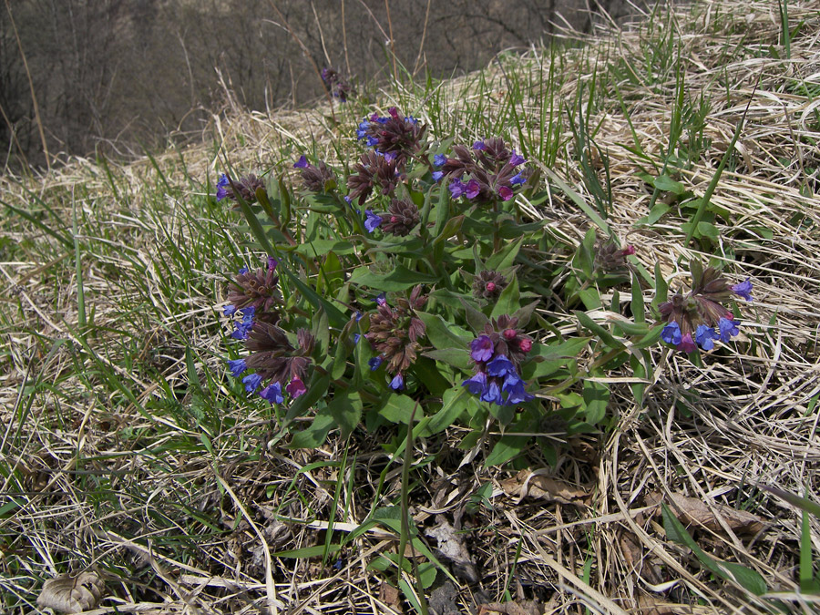 Изображение особи Pulmonaria mollis.