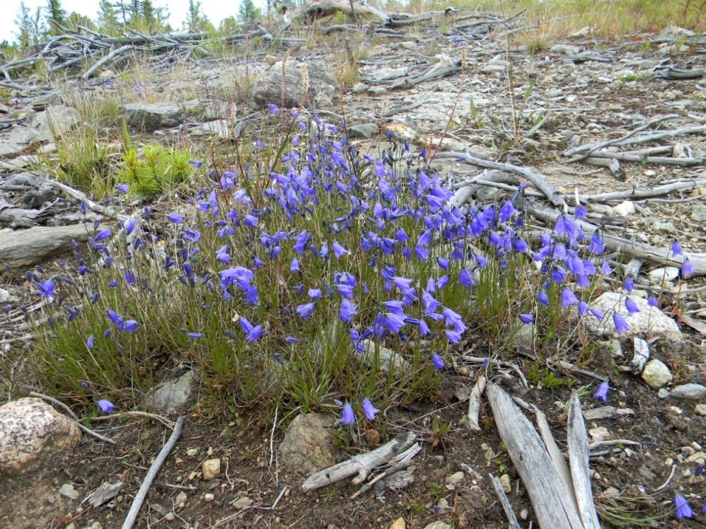 Image of Campanula rotundifolia specimen.