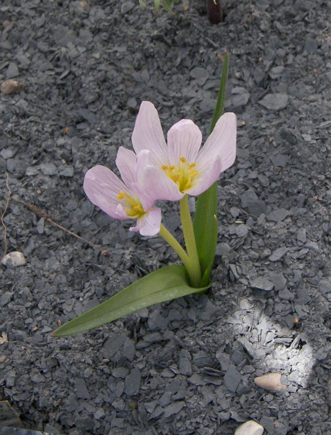 Изображение особи Colchicum szovitsii.