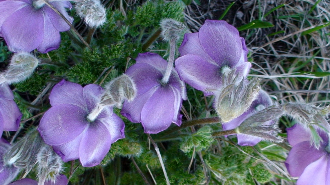 Image of Pulsatilla violacea specimen.