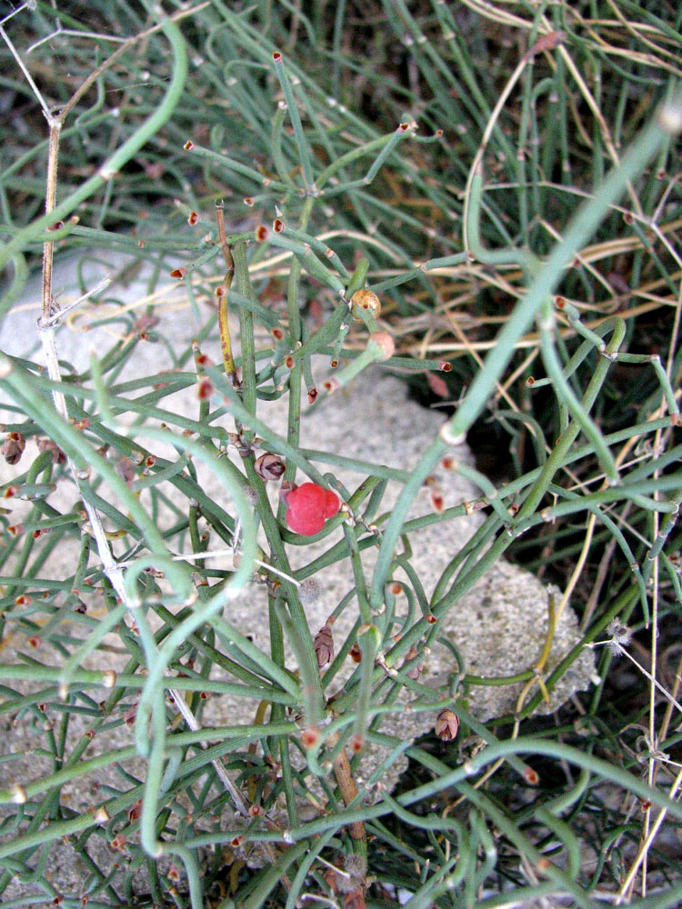 Image of Ephedra distachya specimen.