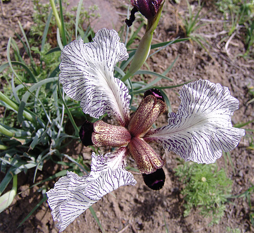 Image of Iris medwedewii specimen.