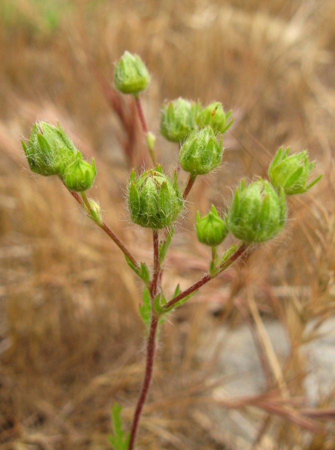 Image of genus Potentilla specimen.