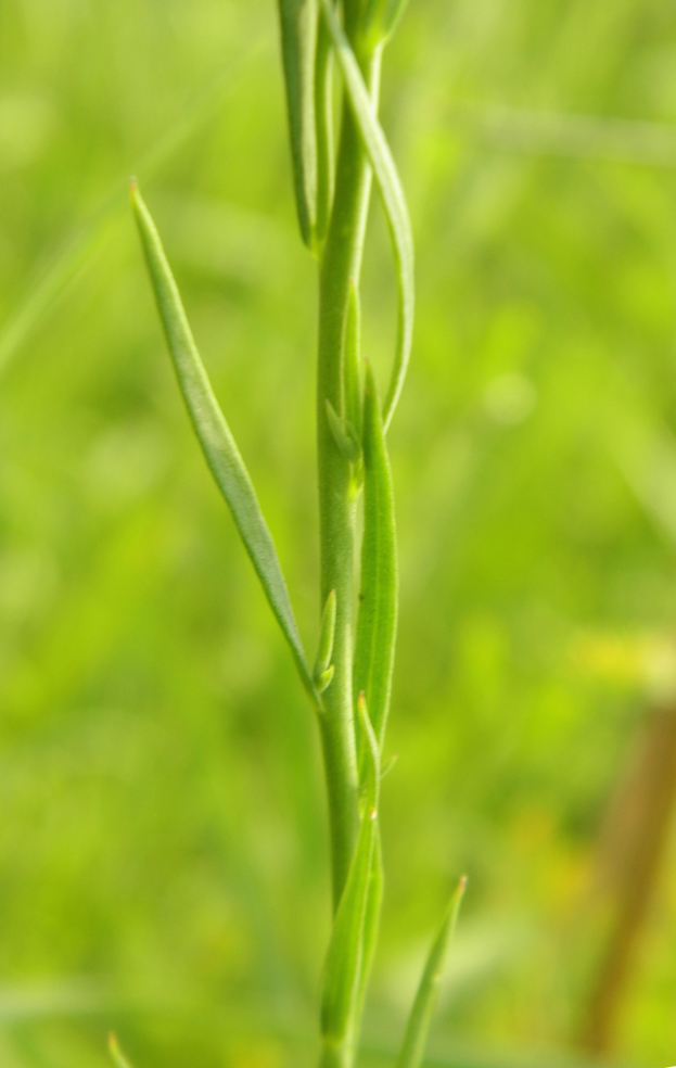 Image of Linaria vulgaris specimen.