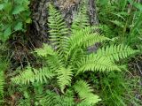 Parathelypteris nipponica. Растение в ольшанике (Alnus japonica). Приморский край, Находкинский городской округ, окр. пос. Врангель. 06.07.2012.