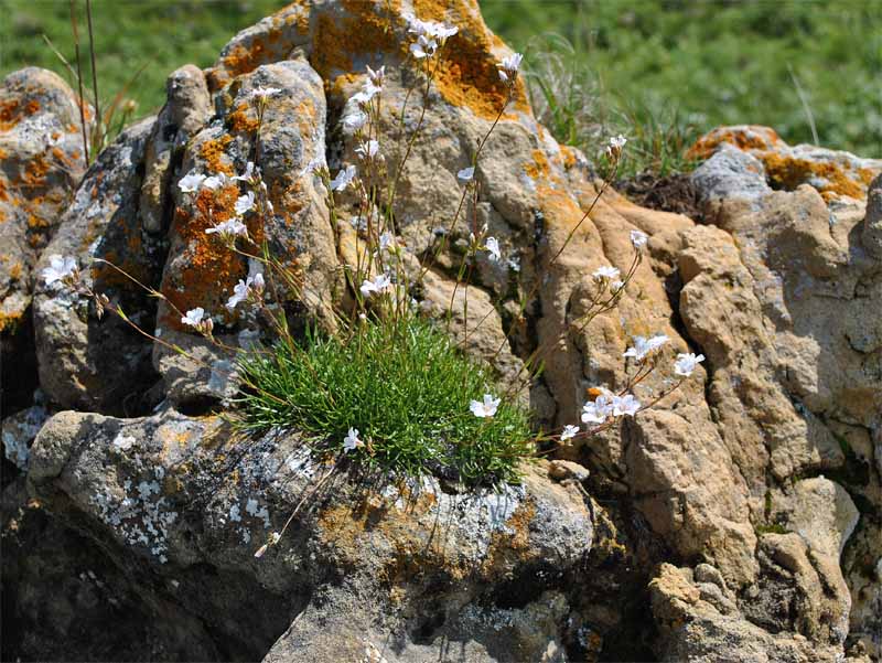 Image of Gypsophila tenuifolia specimen.