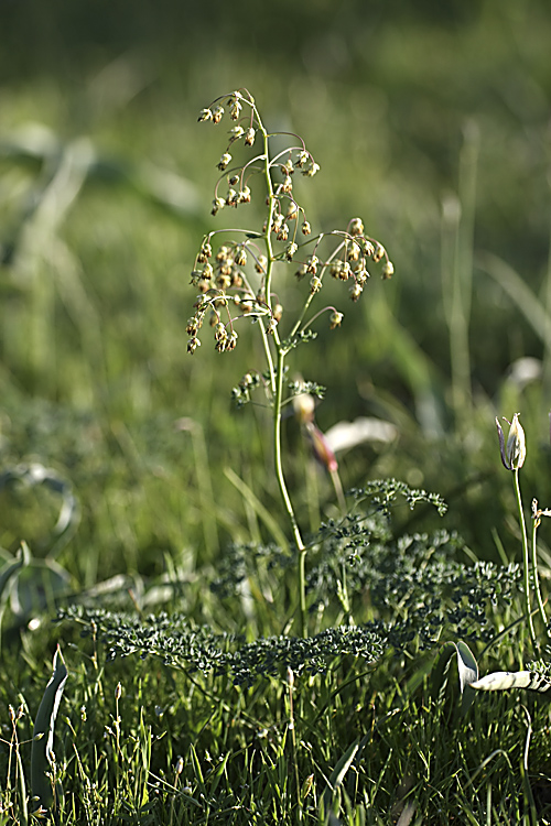 Image of Thalictrum isopyroides specimen.