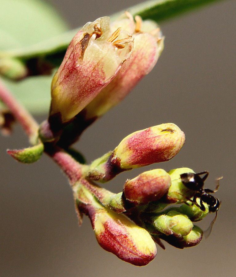 Image of Symphoricarpos &times; chenaultii specimen.