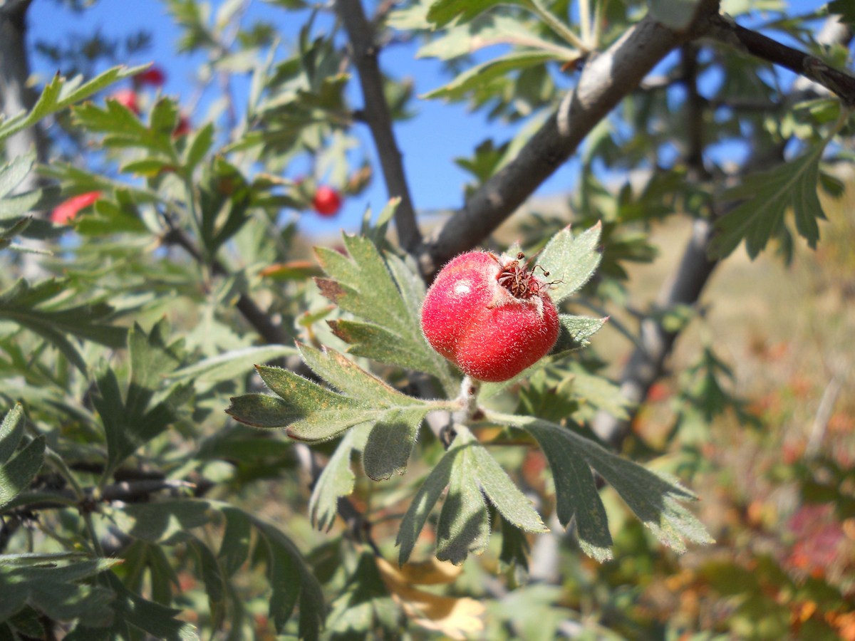 Image of Crataegus orientalis specimen.